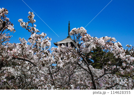 【京都風景】仁和寺　御室桜に五重塔はお似合い 114628355