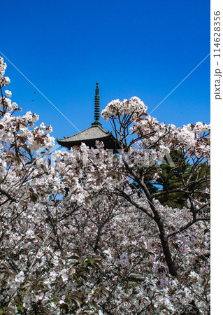 【京都風景】仁和寺　御室桜に五重塔はお似合い 114628356
