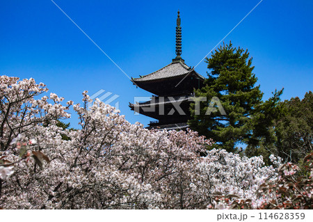 【京都風景】仁和寺　御室桜に五重塔はお似合い 114628359