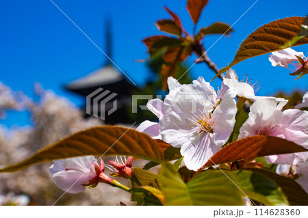 【京都風景】仁和寺 御室桜に五重塔はお似合い 【京都風景】仁和寺 御室桜に五重塔はお似合い 114628360