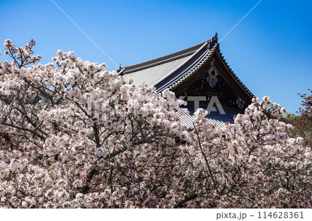 【京都風景】仁和寺　御室桜に五重塔はお似合い 114628361