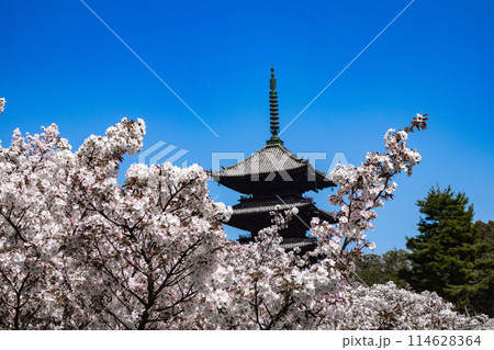 【京都風景】仁和寺　御室桜に五重塔はお似合い 114628364