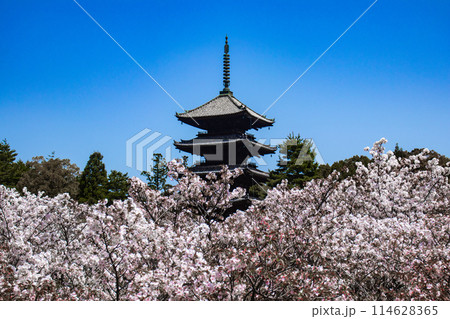 【京都風景】仁和寺　御室桜に五重塔はお似合い 114628365
