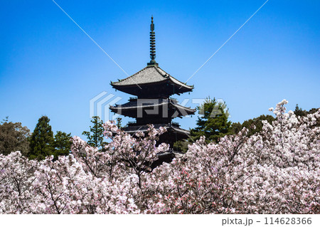 【京都風景】仁和寺　御室桜に五重塔はお似合い 114628366