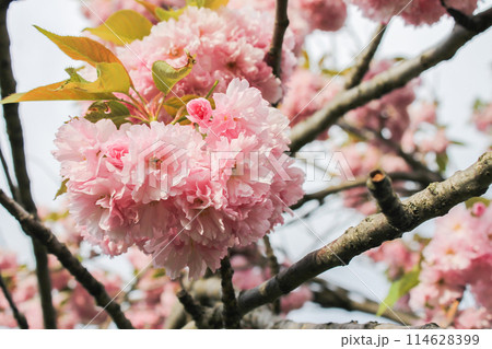 Japanese cherry sakura blossoming branches 114628399