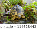 ゆっくでも一歩ずつ前進していく亀 114628442