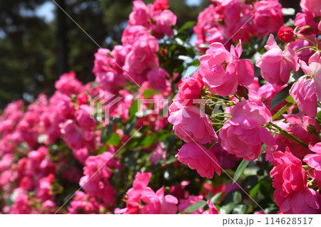 バラ　アンジェラ 114628517