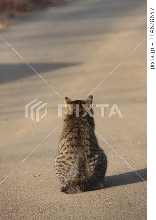 里山の農道に座る野良猫の後ろ姿 里山の農道に座る野良猫の後ろ姿 114628657