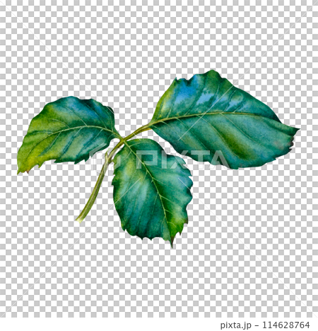 Rose hip, briar or dog rose green leaves branch. Hand drawn watercolor illustration of greenery isolated on white background. Perfect for digital projects, packing, invitations, cards, posters, logos. 114628764