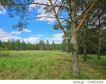 A pine tree, grass in the green forest, blue cloudy sky 114629326