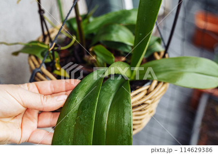 Phalaenopsis orchids planted in wicker basket in flower pot in rain on balcony 114629386