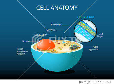 Cell anatomy. Cell structure and organelles Cell anatomy. Cell structure and organelles 114629991