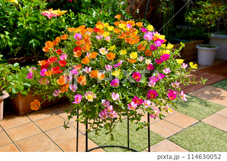 カラフルに咲いた カラーミックスのポーチュラカ カラフルに咲いた カラーミックスのポーチュラカ 114630052