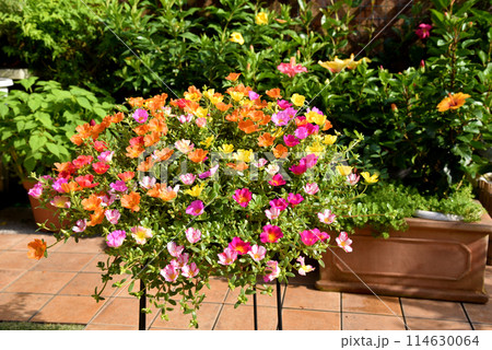 カラフルに咲いた カラーミックスのポーチュラカ カラフルに咲いた カラーミックスのポーチュラカ 114630064