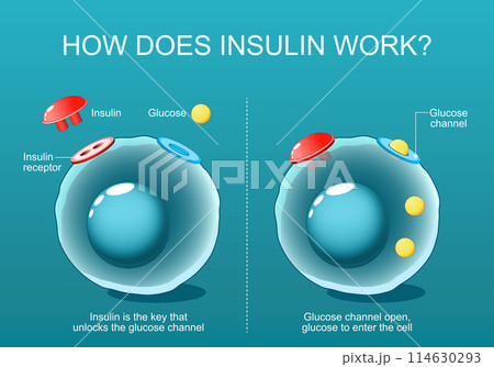 Cells, Glucose channel and Insulin receptor 114630293