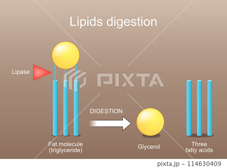 Lipid metabolism from triglyceride to Three fatty acids,  and Glycerol. Lipase function 114630409