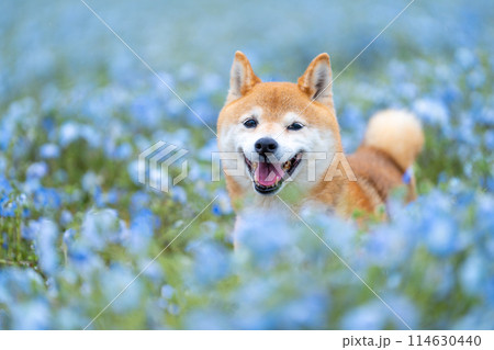 野原で遊ぶ柴犬　ネモフィラと柴犬　青色背景に柴犬 114630440