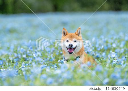 野原で遊ぶ柴犬　ネモフィラと柴犬　青色背景に柴犬 114630449