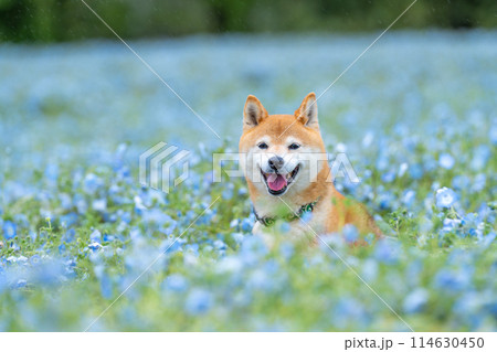 野原で遊ぶ柴犬　ネモフィラと柴犬　青色背景に柴犬 114630450