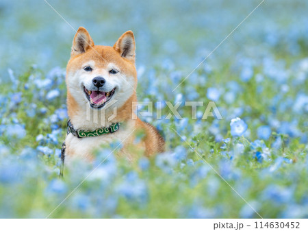 野原で遊ぶ柴犬　ネモフィラと柴犬　青色背景に柴犬 114630452