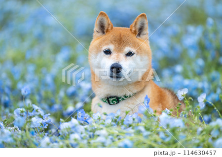 野原で遊ぶ柴犬 ネモフィラと柴犬 青色背景に柴犬 野原で遊ぶ柴犬 ネモフィラと柴犬 青色背景に柴犬 114630457