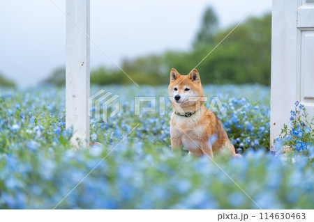 野原で遊ぶ柴犬 ネモフィラと柴犬 青色背景に柴犬 野原で遊ぶ柴犬 ネモフィラと柴犬 青色背景に柴犬 114630463
