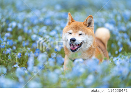 野原で遊ぶ柴犬　ネモフィラと柴犬　青色背景に柴犬 114630471