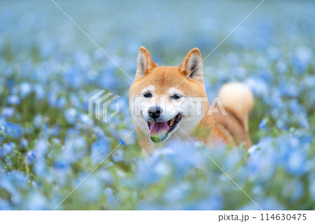 野原で遊ぶ柴犬 ネモフィラと柴犬 青色背景に柴犬 野原で遊ぶ柴犬 ネモフィラと柴犬 青色背景に柴犬 114630475