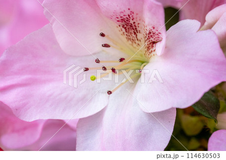 花のクローズアップ 114630503