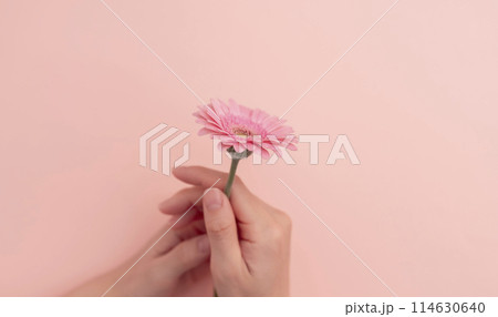 1輪の花を持つ女性。花はピンク色のガーベラ。女性、母、女性の心、女性の病気、女性の悩み、母の日など 114630640
