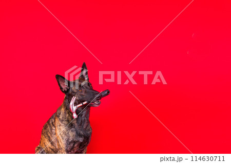 Dog with hammer isolated on red and yellow background 114630711