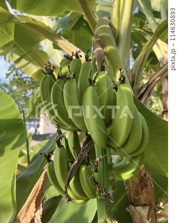 背景 バックグラウンド バックグランド 114630893