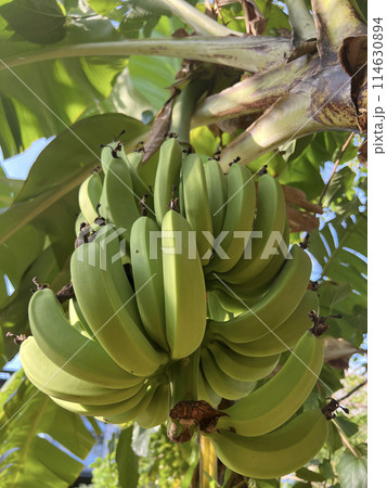 背景 バックグラウンド バックグランド 114630894