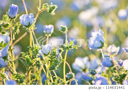 青いネモフィラの花畑3 青いネモフィラの花畑3 114631441