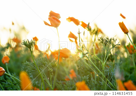 夕日に輝くハナビシソウ(カリフォルニアポピー)の花畑 夕日に輝くハナビシソウ(カリフォルニアポピー)の花畑 114631455