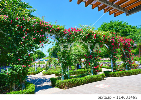 韓国ソウルのバラの名所・大峴山バラ園【城東区】 114631465