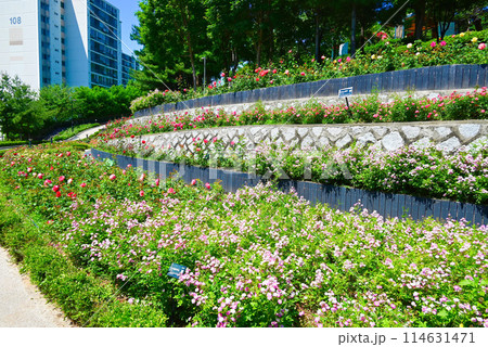 韓国ソウルのバラの名所・大峴山バラ園【城東区】 114631471