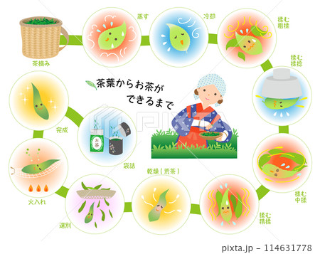 茶葉からお茶ができるまで 114631778