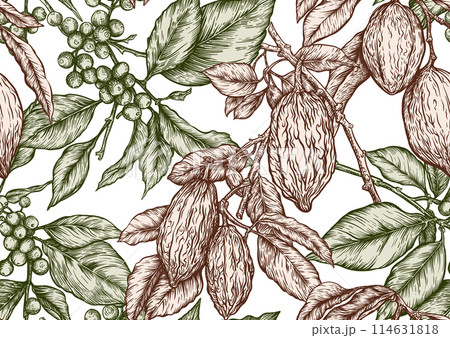Coffee and chocolate. Vector illustration. In botanical style Coffee and chocolate. Vector illustration. In botanical style 114631818