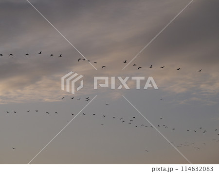 川口市の荒川上空を飛ぶカワウの編隊 114632083
