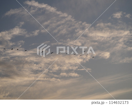 川口市の荒川上空を飛ぶカワウの編隊 川口市の荒川上空を飛ぶカワウの編隊 114632173