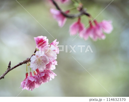 春の訪れを告げる沖縄の桜 114632370