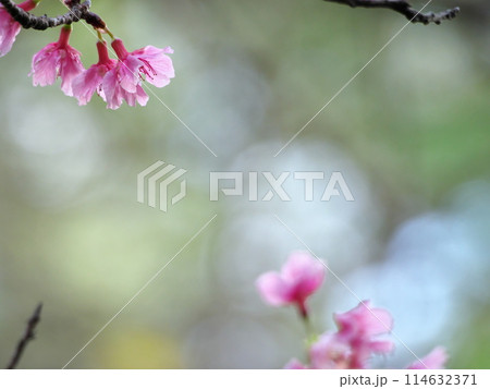 春の訪れを告げる沖縄の桜 春の訪れを告げる沖縄の桜 114632371