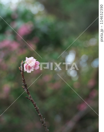 春の訪れを告げる沖縄の桜 114632390