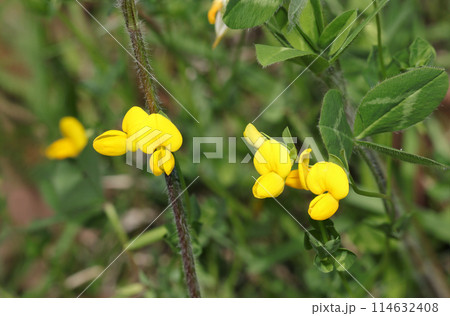 黄色いセイヨウミヤコグサの花（自然光＋マクロ接写写真） 114632408
