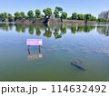 皇居のお堀に泳ぐ鯉 114632492