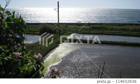 日本海と田園と線路とタニウツギの花 114632636