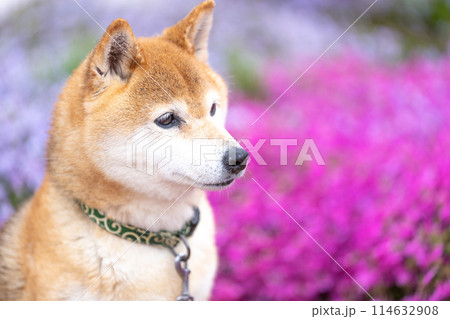 柴犬の花が咲く野原で遊ぶ 芝桜背景に柴犬 公園で遊ぶ柴犬 かわいい柴犬 柴犬の花が咲く野原で遊ぶ 芝桜背景に柴犬 公園で遊ぶ柴犬 かわいい柴犬 114632908