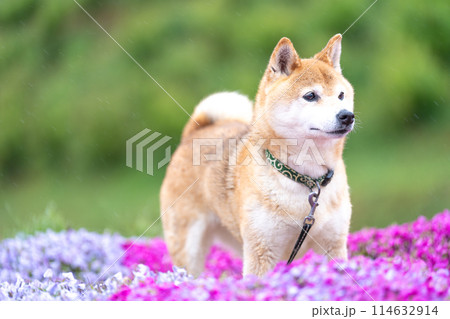 柴犬の花が咲く野原で遊ぶ　芝桜背景に柴犬　公園で遊ぶ柴犬　かわいい柴犬 114632914