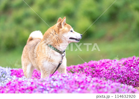 柴犬の花が咲く野原で遊ぶ　芝桜背景に柴犬　公園で遊ぶ柴犬　かわいい柴犬 114632920